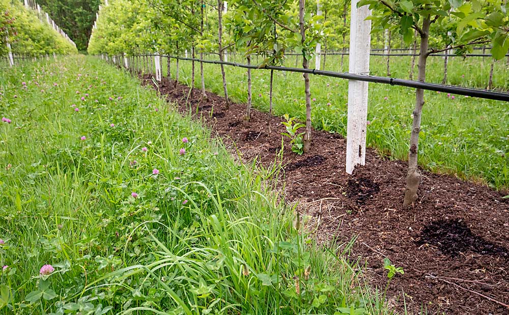 To prevent high-density apple orchards from functioning like a monoculture, Sauk Farm embraces cover crops, which they rotate from a nitrogen-fixing clover mix, seen here, to a disease-suppressing mustard mix, along with compost and manure, to build a diverse soil microbiome. (TJ Mullinax/Good Fruit Grower)