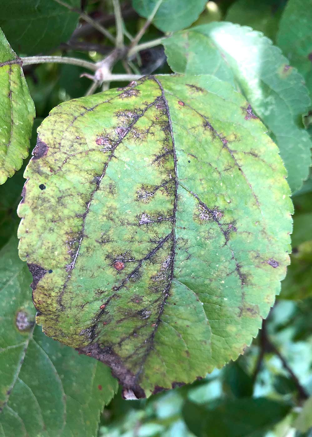 Another picture of a diseased apple leaf used to train computer vision systems to identify specific diseases. This leaf has prominent apple scab lesions, with small spots caused by other pathogens in the background. (Courtesy Awais Khan/Cornell University)