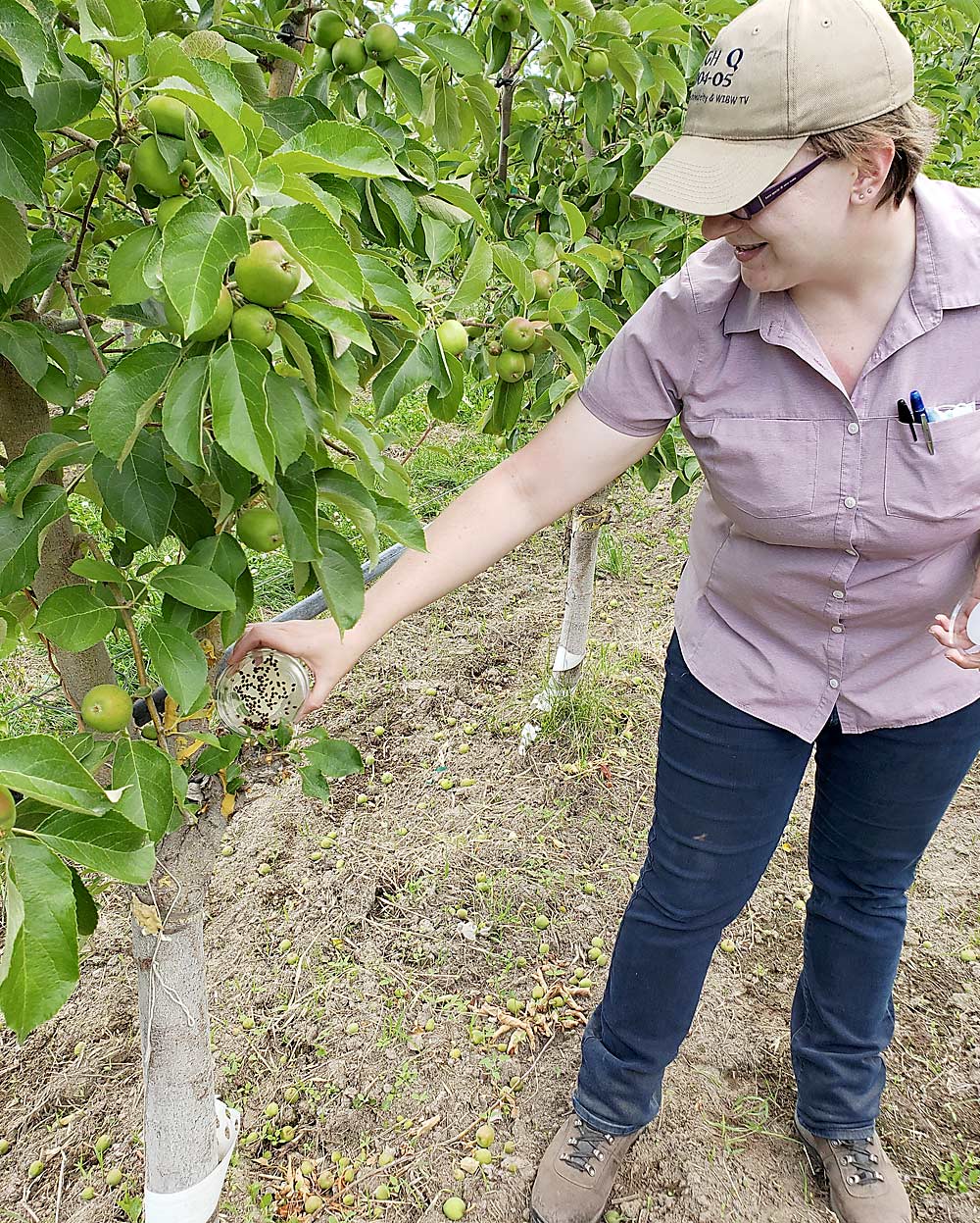 Research scientist Rebecca Schmidt-Jeffris releases natural pest-insect enemies into an orchard. (Courtesy USDA ARS-Wapato)