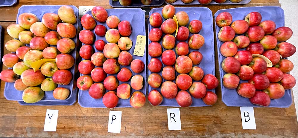 Several lots of Honeycrisp show variation in color after a Penn State trial looking at several levels of defoliation pressure. From left is the untreated control (Y), the fruit from trees treated with the REDpulse defoliator set to .06 bars of pneumatic pressure (P), then .07 bars of pressure (R) and finally .09 bars of pressure (B). Pomologist Jim Schupp said they saw no color gain difference between the .07 and .09 pressures. (Courtesy Jim Schupp/Penn State University)