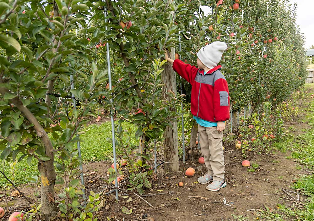 10월에 Elias Milkovich가 미시간 주 스파르타에 있는 Schwallier's Country Basket의 격자무늬 U-pick 블록에서 사과를 따고 있습니다.  재배자 Phil Schwallier는 새로운 U-pick 재배를 위해 격자를 선호합니다.  (맷 밀코비치/Good Fruit Grower)