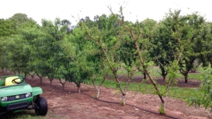 Some peach cultivars struggled to leaf out this year in South Carolina due to lack of chilling this winter, including these trees seen at Clemson University’s Musser Fruit Research Center in April. Lower chill varieties bloomed well and early, but were then hit with a hard frost. (Courtesy of the Clemson Peach Breeding Program)