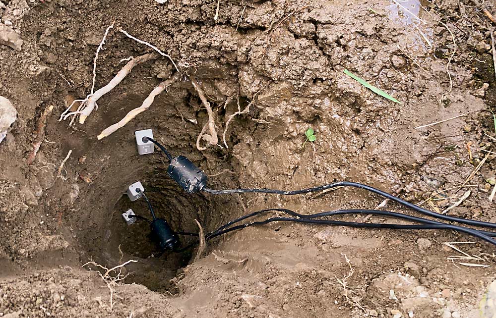 As part of his irrigation research, Penn State University professor Long He installed TEROS soil water content sensors at different depths in a tree fruit orchard. He said irrigating with these tools can save water and potentially increase yields. (Courtesy Long He/Penn State University)