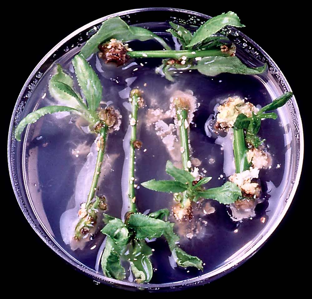 University of Washington microbiology professor Sharon Doty discovered nitrogen-fixing endophytic microbes by accident when she was trying to grow poplar samples in tissue cultures almost 20 years ago. (Courtesy Sharon Doty)