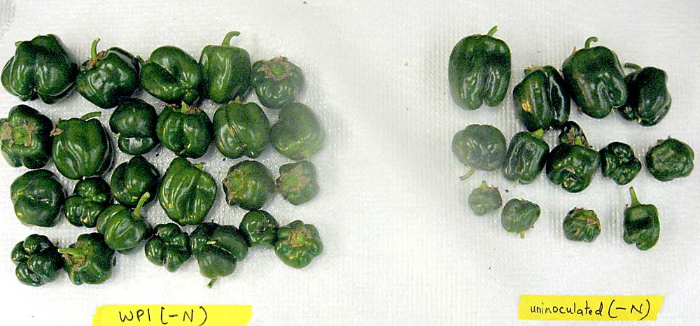 Experiments with potted pepper plants show that plants inoculated with endophyte bacteria perform much better in nitrogen-limited soils. (Courtesy Sharon Doty)