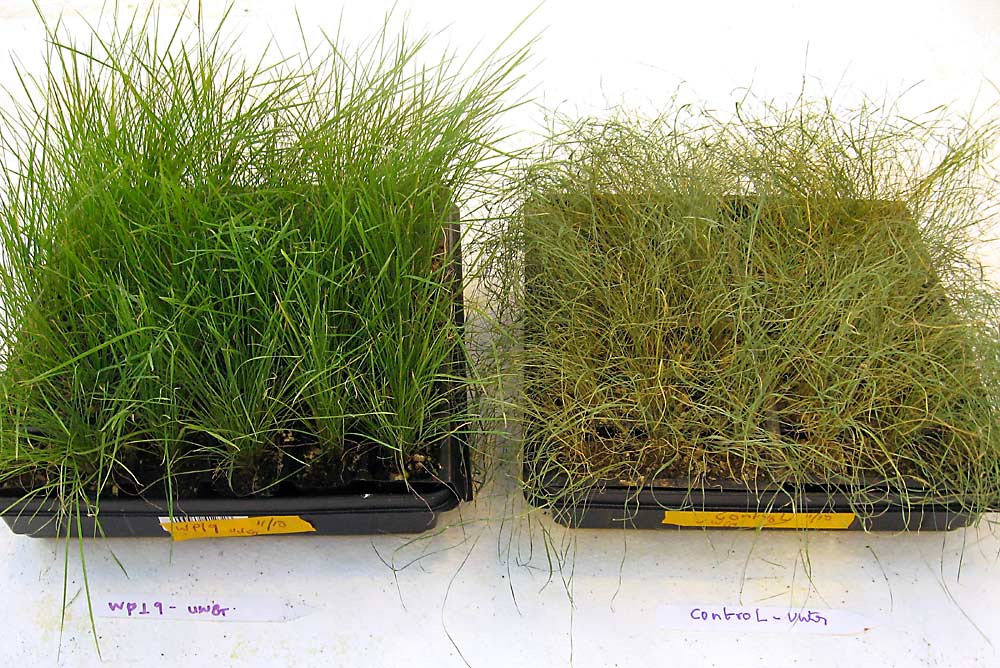 The difference between grass treated with endophytes and the control, when grown under nitrogen-limited soil conditions. (Courtesy Sharon Doty)