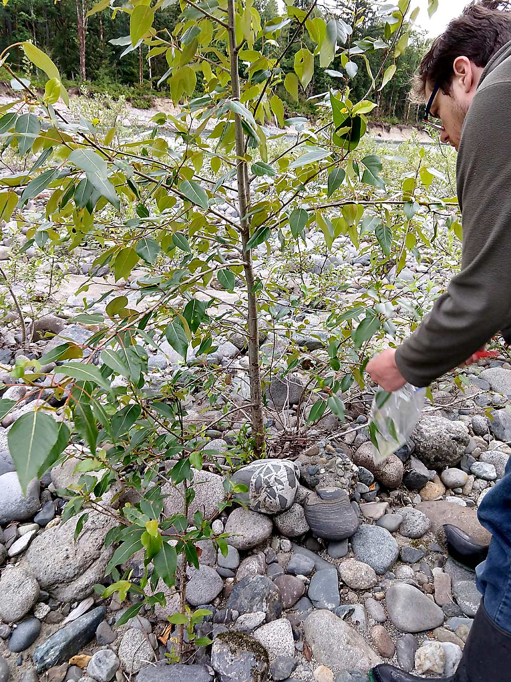 Wild willow and poplar trees growing in rocky river banks lack access to soil and nutrients, so it’s not surprising the trees have cultivated relationships with bacteria that live inside their tissues and fix nitrogen in exchange for sugar. Culturing the bacteria found in tree samples led to the discovery of a community of endophytes that can benefit other plant species as well. (Courtesy Sharon Doty)