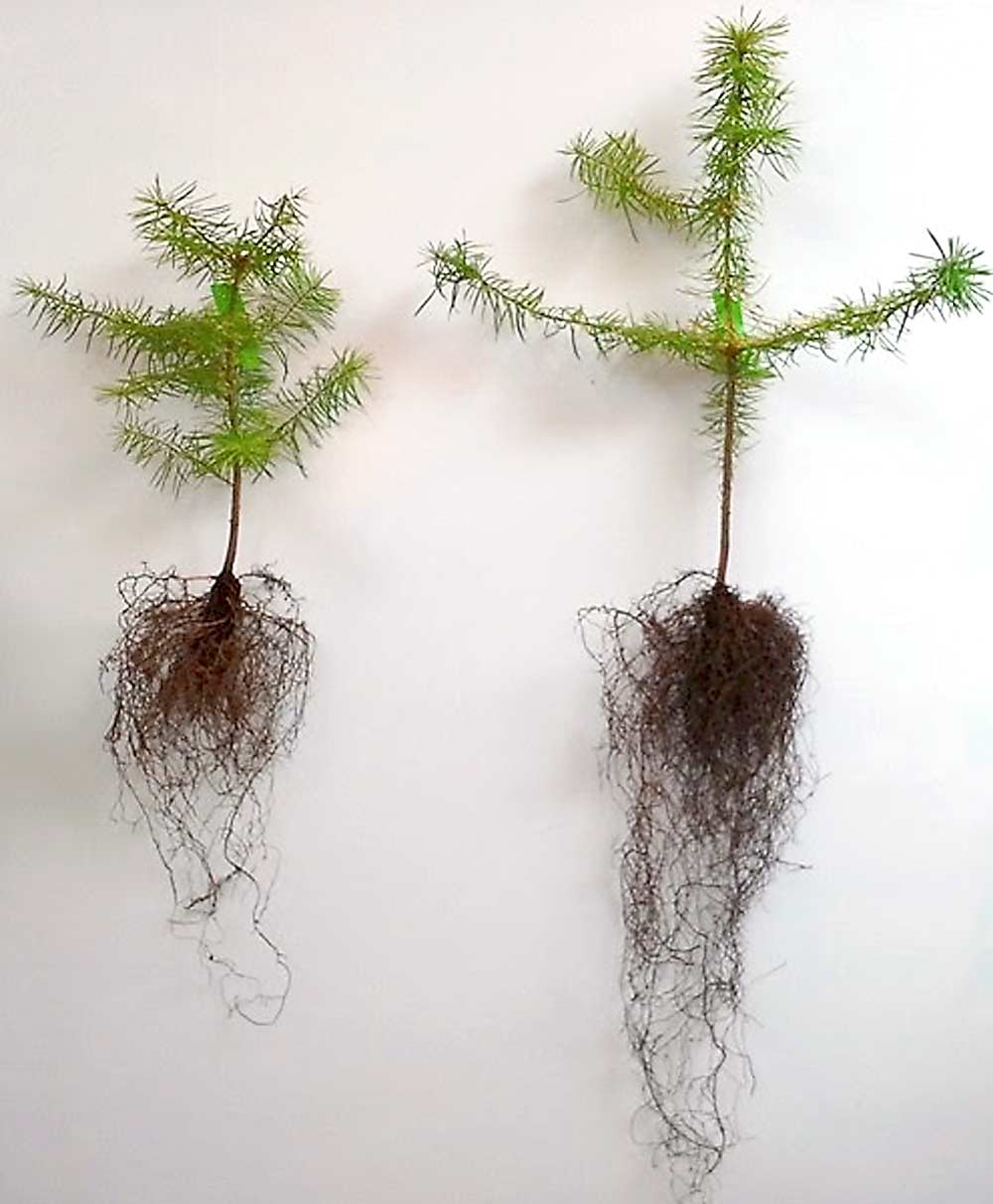 Inoculated Douglas fir seedlings grow more roots. (Courtesy Sharon Doty)