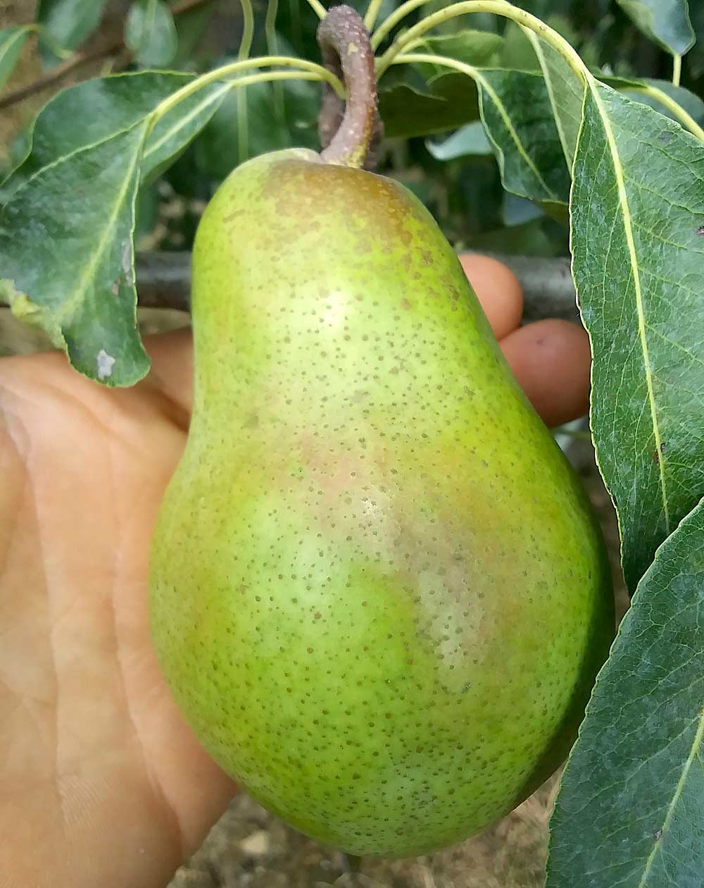 A Shenandoah pear, one of the new varieties at Kauffman’s Fruit Farm. Clair Kauffman said the biggest challenge with pears will be connecting them with consumers. (Courtesy Clair Kauffman)