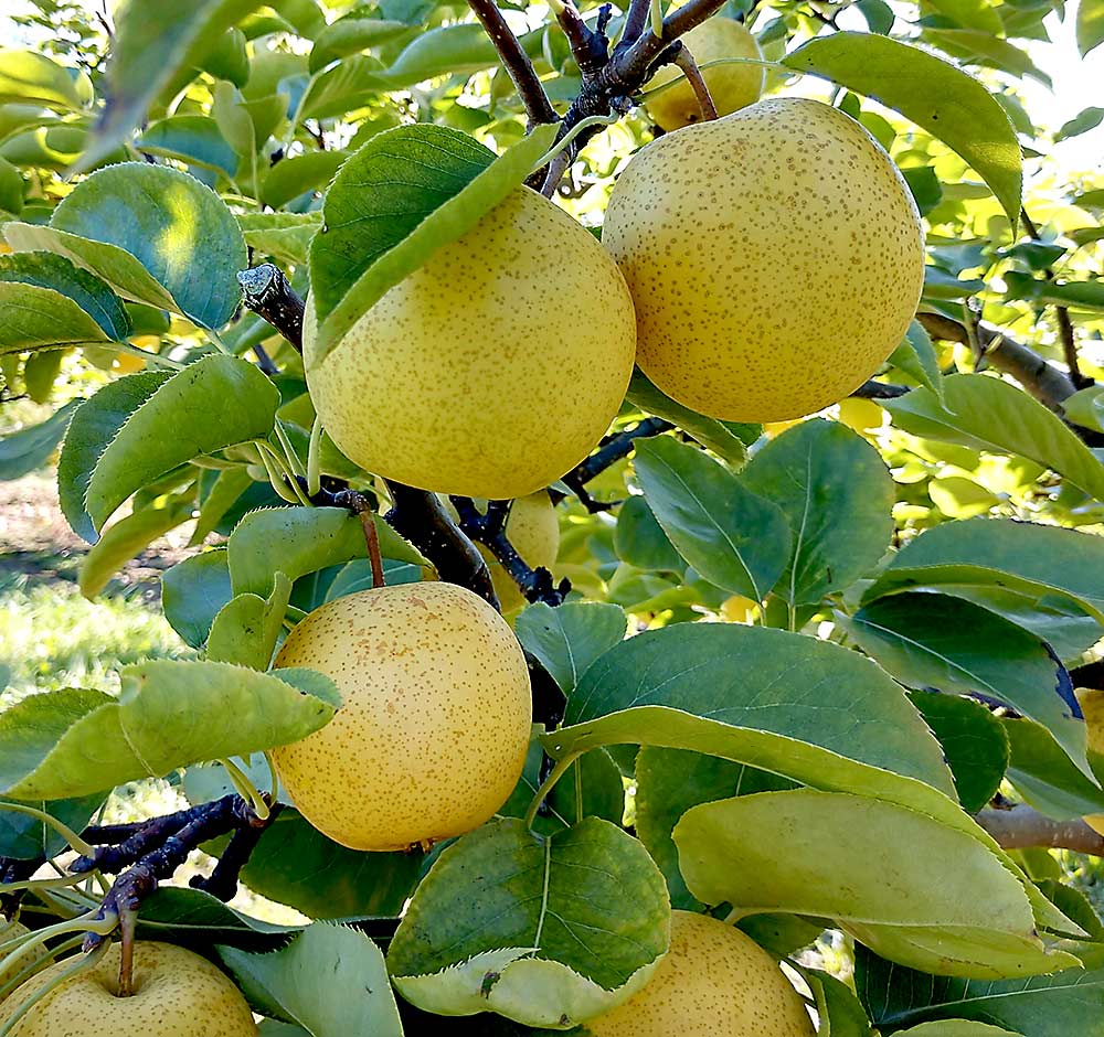 Shinseiki is a medium- to large-sized fruit with greenish to yellowish thin skin. Flesh is sweet and crispy. It stores well for at least two to three months. (Courtesy Dan Stein)