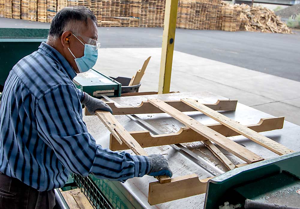 Rafael Ramirez breaks down used pallets into wood pieces, separating those that can be used again and those that will be discarded. Even rebuilt pallets are in high demand and expensive. (Ross Courtney/Good Fruit Grower)