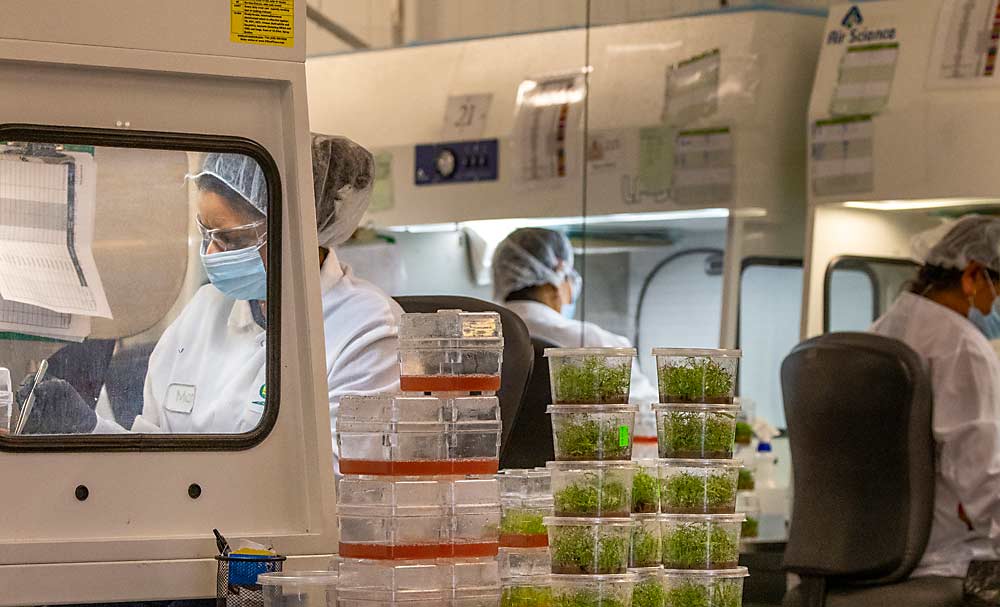 Under a negative-pressure hood, an employee increases nursery stock by taking cuttings from one tissue culture to start others in August 2021 at Sierra Gold Nurseries in Yuba City, California. Recent improvements to DNA screening technology and updates to plant true-to-type verification procedures in the nursery industry make it more likely the finished tree will be exactly what the label says it is. (TJ Mullinax/Good Fruit Grower)