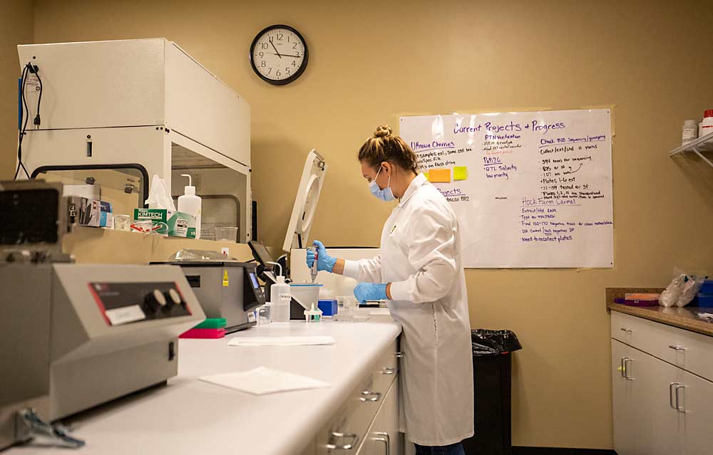 Research assistant Jericha Hervey prepares a plant sample for genetic screening. (TJ Mullinax/Good Fruit Grower)