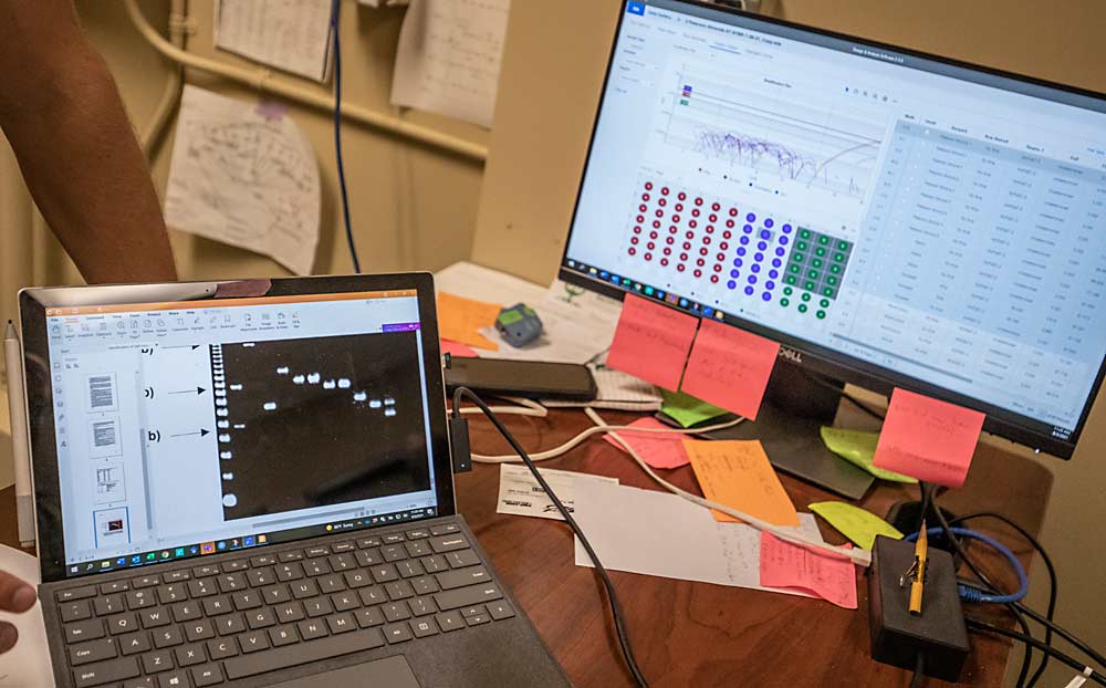 A new real-time polymerase chain reaction machine, connected to the screen on the right, compares genetic material of plants several times faster and more reliably than a previous generation of the machine, hooked to the laptop screen on the left. Both were purchased to help Sierra Gold avoid true-to-type mix-ups. (TJ Mullinax/Good Fruit Grower)