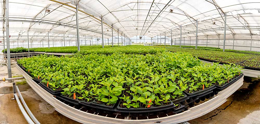 After tissue culturing, Gisela 6 rootstocks are potted and allowed to grow in a greenhouse at Sierra Gold for eventual sale or to make finished cherry trees. (TJ Mullinax/Good Fruit Grower)
