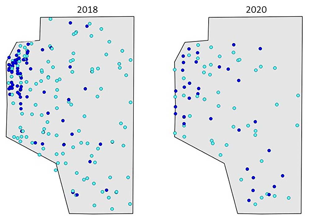 A codling moth trap map of a commercial Okanogan County orchard shows a hot spot in the northwest corner in 2018 that sterile insect release from a drone cleared up for the next two years during a Washington State University research project. Not all research blocks showed such striking results, said entomologist Betsy Beers. (Courtesy Betsy Beers/Washington State University)
