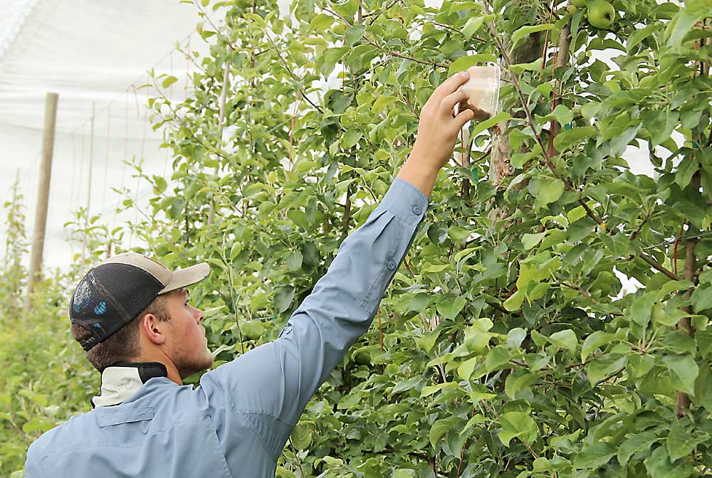 Walker Young, a research assistant, releases sterilized codling moths directly into the upper portion of an apple orchard canopy in 2020 at a Tonasket, Washington, orchard. WSU entomologist Betsy Beers suspects the technique will yield better results than ground release, because codling moths spend most of their time in the upper one-third of trees. (Courtesy Betsy Beers/Washington State University)