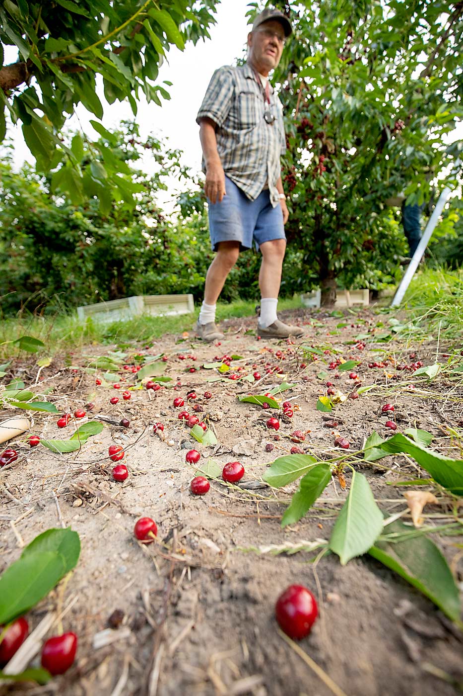 Grower Eric Olson instructed his crews to drop shriveled cherries, located on the outside of clusters, to the ground and harvest only the unscorched fruit underneath. (TJ Mullinax/Good Fruit Grower)
