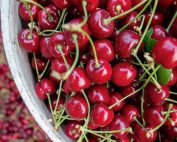 Skeena cherry harvest at a Selah, Washington, orchard in July 2021. (TJ Mullinax/Good Fruit Grower)