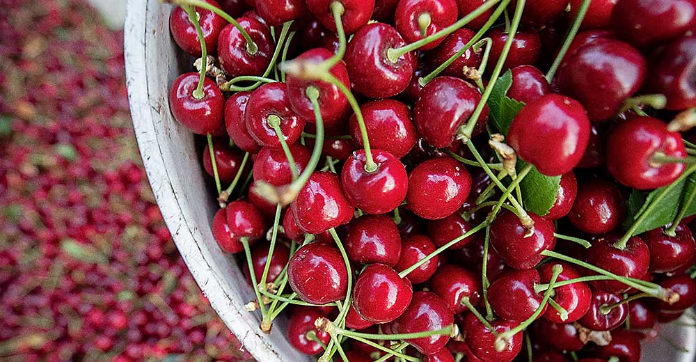 Skeena cherry harvest at a Selah, Washington, orchard in July 2021. (TJ Mullinax/Good Fruit Grower)