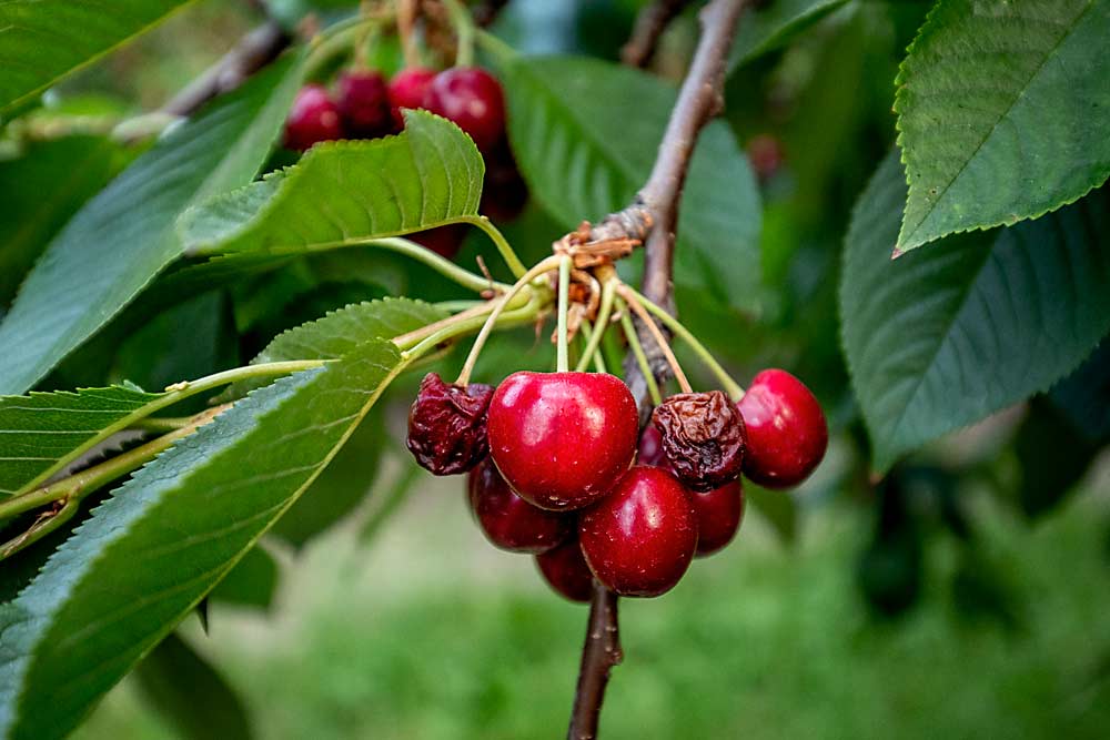 Skeena cherries in Selah, Washington, hang in mid-July, shriveled from the 2021 heat wave that now has growers throughout the Northwest carefully considering their planting future. (TJ Mullinax/Good Fruit Grower)
