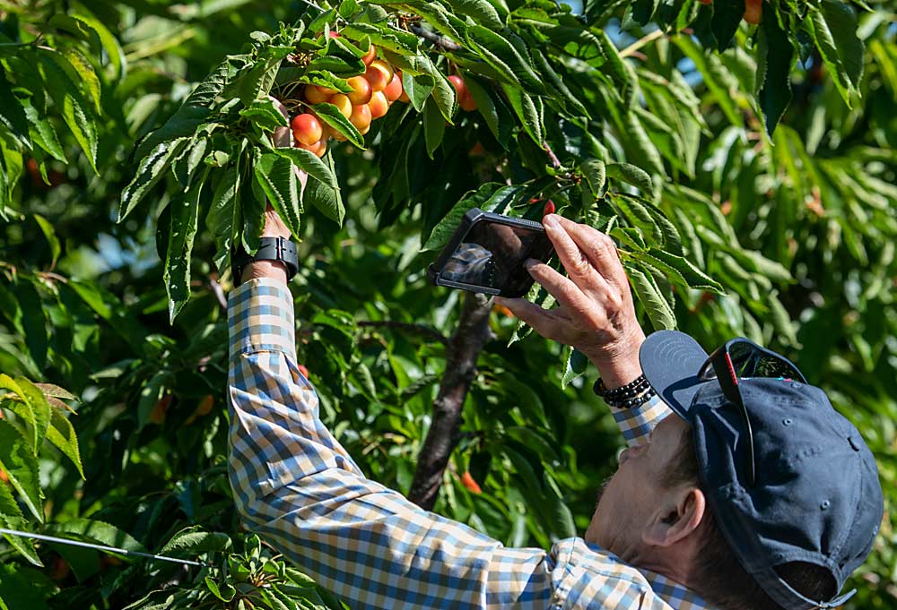 Carlos Chavez takes photos of the Skylar Rae cherry during the final day of the 2022 International Fruit Tree Association Summer Study Tour in Wenatchee, Washington. (TJ Mullinax/Good Fruit Grower)