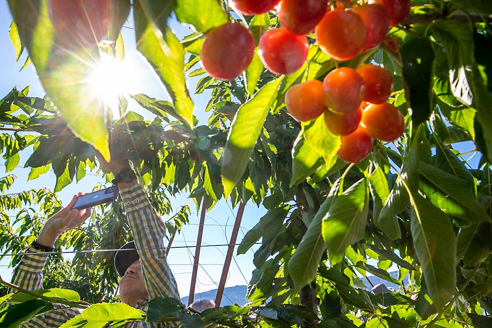 Carlos Chavez, from Chihuahua, Mexico, snaps a photo of Skylar Rae cherries, just days before harvest, at a Wenatchee Heights orchard stop on the 2022 International Fruit Tree Association summer study tour in July. (TJ Mullinax/Good Fruit Grower)