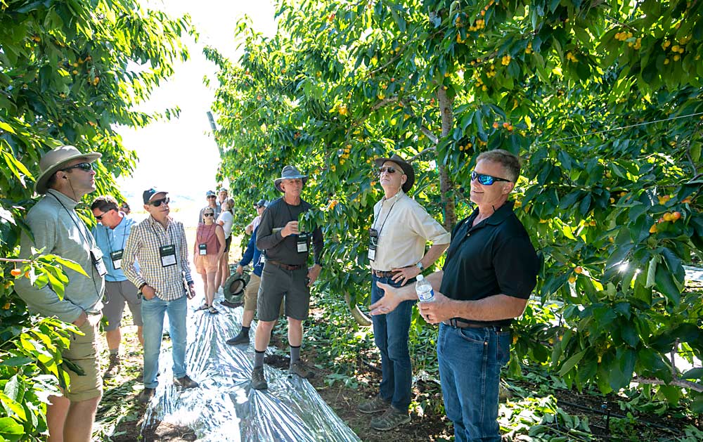 Grower Joe Wiggs, at right, talks with the IFTA tour group about the formal training system for this V-trellised Rainier cherry block, planted on Gisela 6 roots in 2012. Managing crop load on precocious rootstocks can be a challenge, so Tim Welsh, center, suggested using a string thinner, as he does in a similar block, to keep the crop at 6 to 8 tons per acre to maximize quality and size. (TJ Mullinax/Good Fruit Grower)