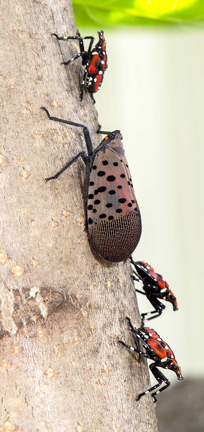 An adult spotted lanternfly and a few nymphs harbor in a tree. In 2015, Pennsylvania entomologists were optimistic about eradicating the invasive spotted lanternfly, but now they are only trying to manage it. (Courtesy Stephen Ausmus/US Department of Agriculture)