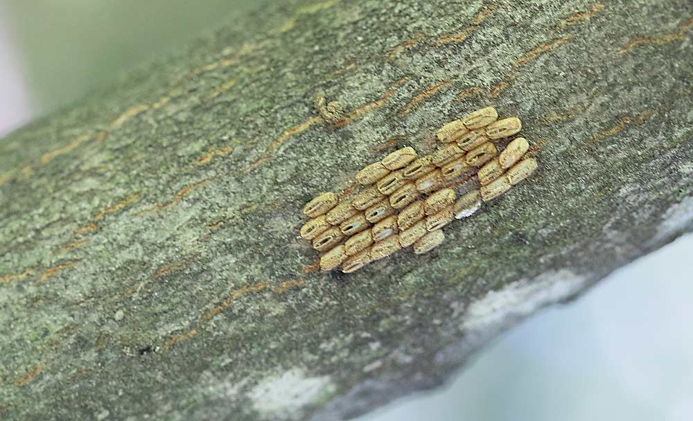 A spotted lanternfly egg mass in a Pennsylvania orchard. Growers report that the invasive pest hasn’t done much damage to tree fruit, but its swarm-feeding can devastate grapevines. (TJ Mullinax/Good Fruit Grower)