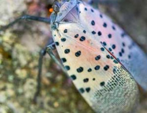 Spotted lanternfly finding confirmed in Michigan