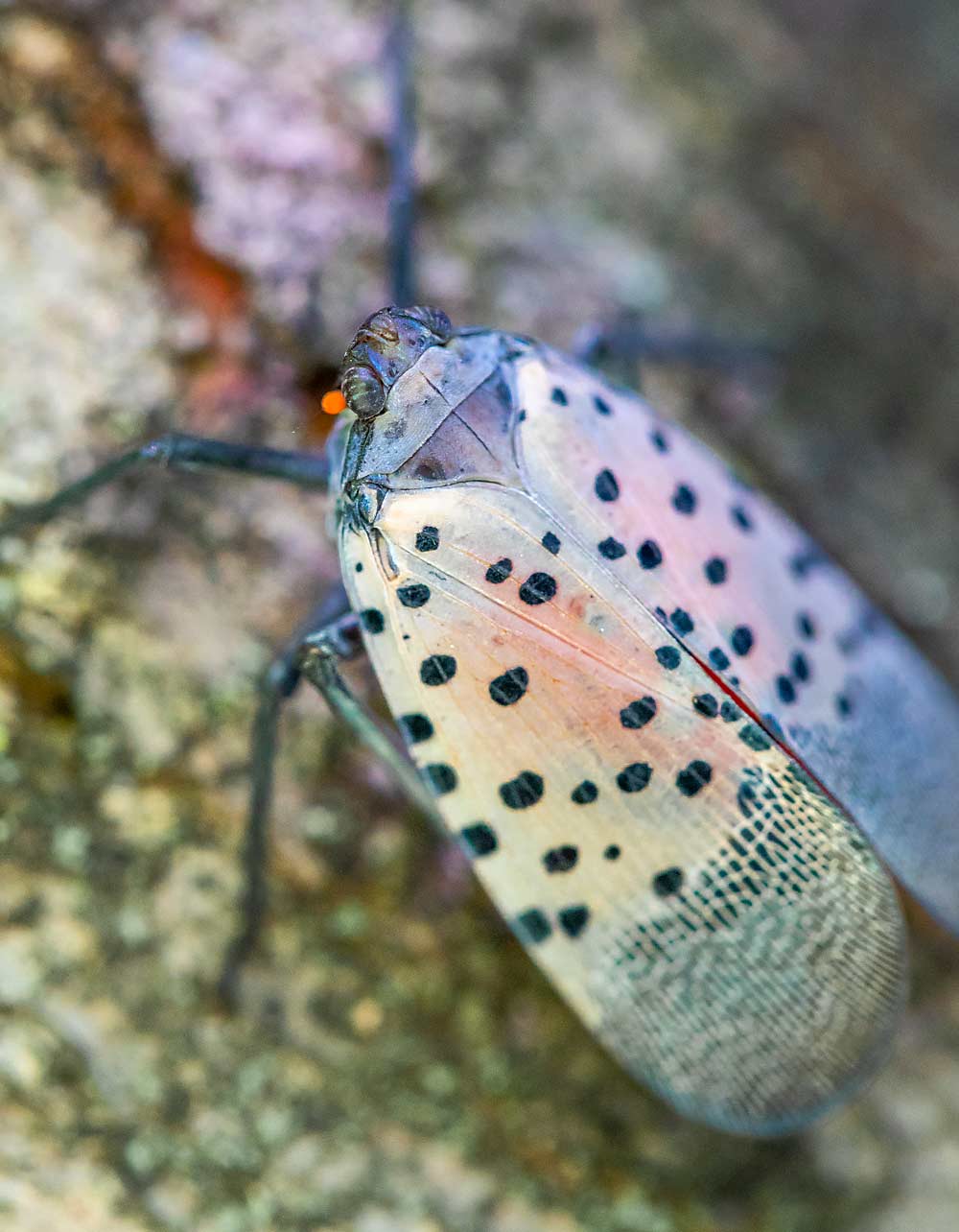 A spotted lanternfly in a Pennsylvania orchard in September 2021. The invasive pest is spreading outward from its Eastern Pennsylvania epicenter. (TJ Mullinax/Good Fruit Grower)