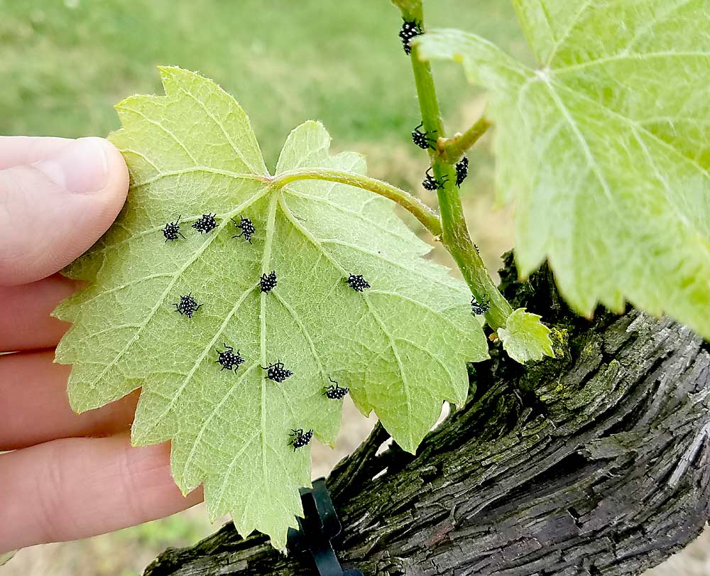 Spotted lanternfly nymphs, seen here on a leaf, usually hatch from egg masses laid within a vineyard, and right after hatching they start feeding on the young tissue growth of grapes. Typically, nymphs are not as problematic as adults, because of their reduced mobility. (Courtesy Heather Leach/Penn State University)