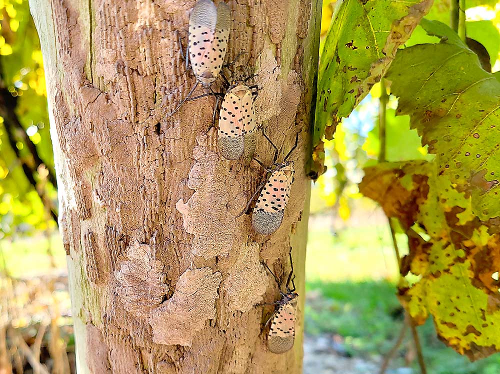 The “mud-like” splatters on this trellis post are spotted lanternfly egg masses. The invasive pest lays eggs from September to November and will lay them almost anywhere — making it a high-risk hitchhiker. (Courtesy Heather Leach/Penn State University)