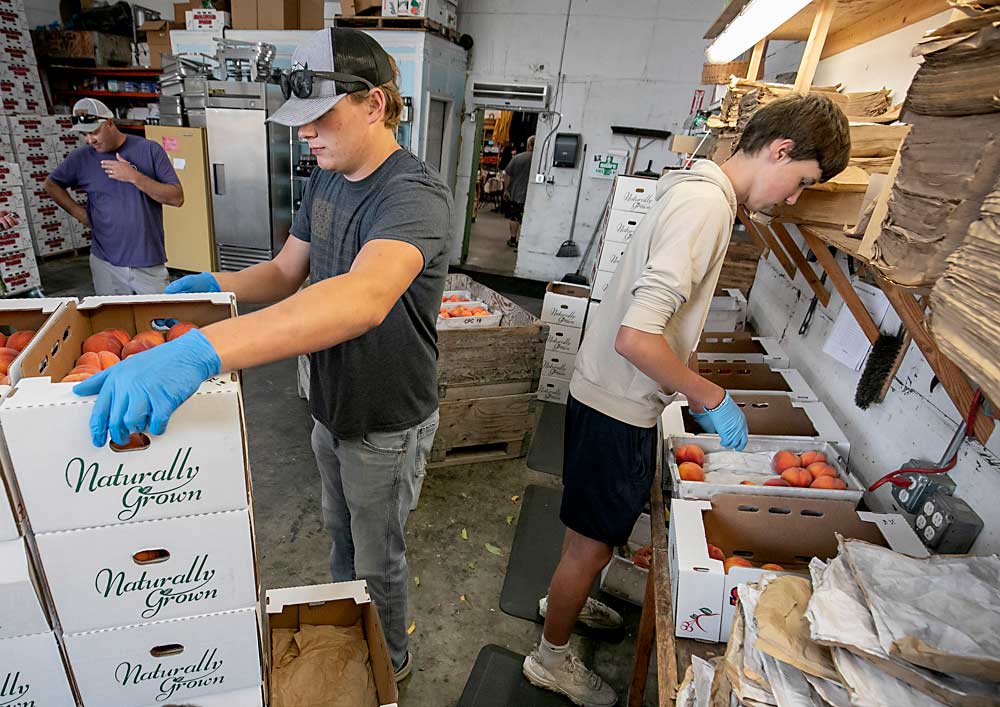 Lane (left) and Lucas Carlton pack fruit in their family’s warehouse, which is attached to a fruit stand, retail store and restaurant along State Route 20 near Okanogan, Washington. Their father, Dennis Carlton, fourth-generation owner, is in the background. (TJ Mullinax/Good Fruit Grower)