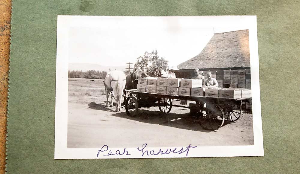 Smith’s grandfather, Lee Johnston, standing left, and his wife, Grace Johnston, farmed on land where Interstate 82 now runs alongside the Yakima Area Arboretum. Smith says this picture of their pear harvest was probably taken in the 1930s. (Jonelle Mejica/Good Fruit Grower)