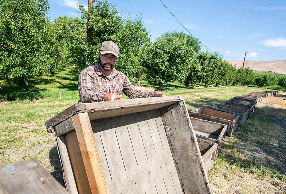 Green moves cherry bins at the family farm in June. Much of the daily hands-on work is done by Green and Smith. Green says when the bins show up, so do the seasonal laborers the farm is dependent upon. (TJ Mullinax/Good Fruit Grower)