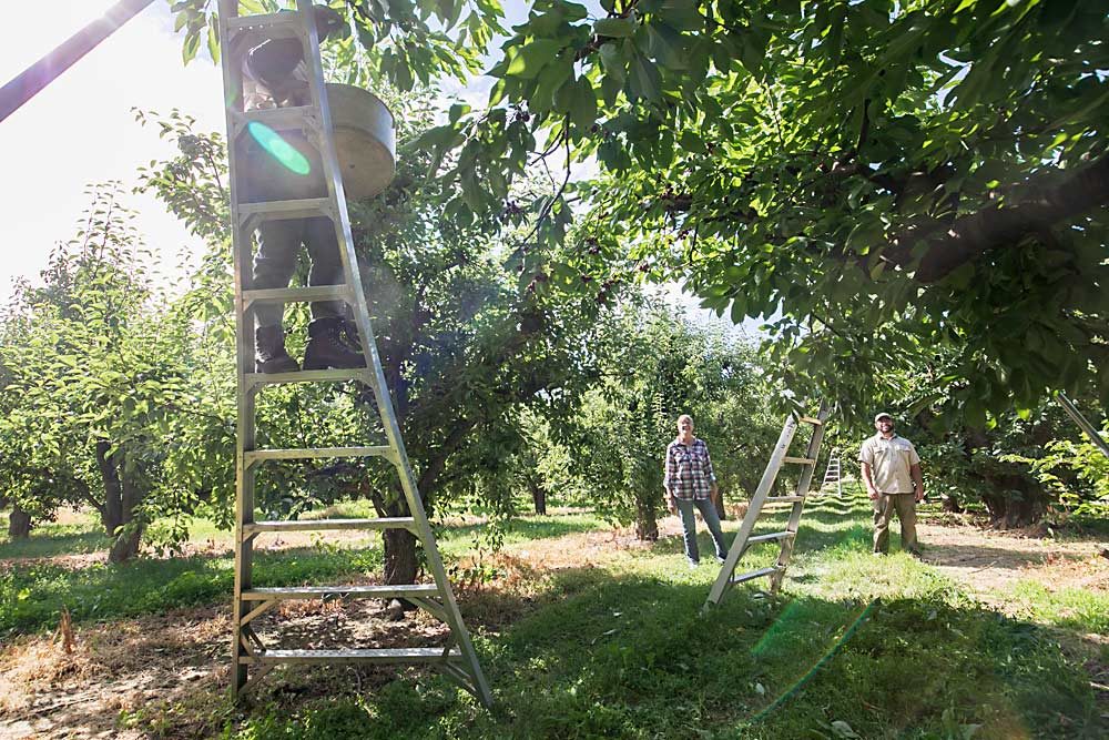 Smith and Green talk with one of their cherry harvest crew members in June. Smith and Green work closely together on small and large tasks to navigate the daily work and projects that help modernize the multigenerational farm. (TJ Mullinax/Good Fruit Grower)