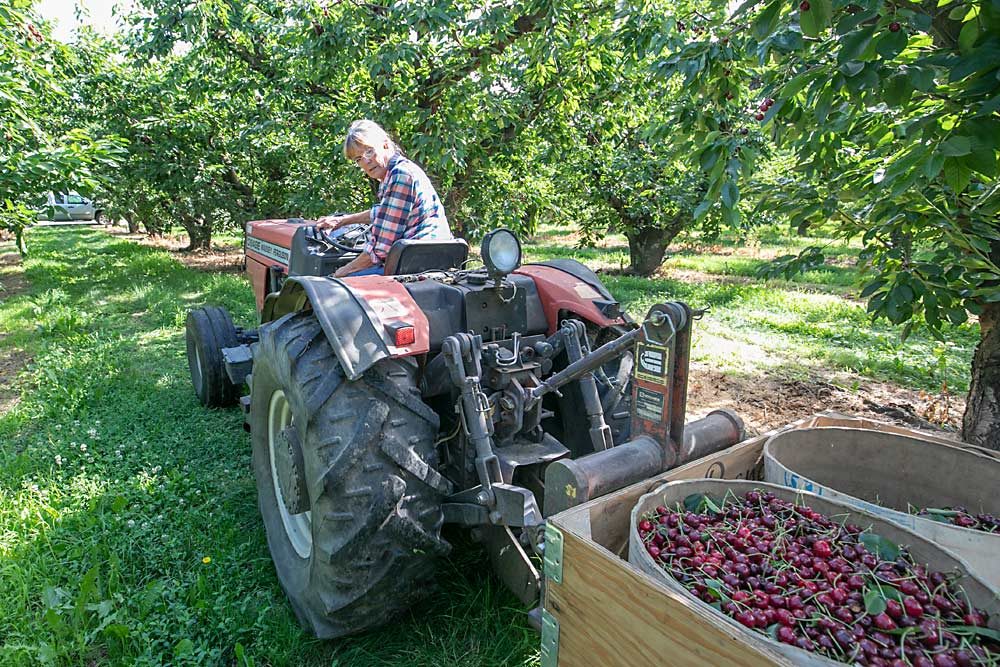 Smith maneuvers one of the farm’s tractors to haul a bin of cherries during harvest at Smith Orchards in June. In the past, all of their crop was designated for the fresh market, however these cherries are part of the farm’s recent arrangement to harvest some for processing early in the season. (TJ Mullinax/Good Fruit Grower)
