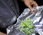 the researchers smoked post-veraison Riesling grapes the first night of the trial. They carefully selected clusters at different time intervals through the 18-hour marathon, wrapped them in aluminum foil, then bagged them in coolers before taking them to the university winery the next day. (TJ Mullinax/Good Fruit Grower)