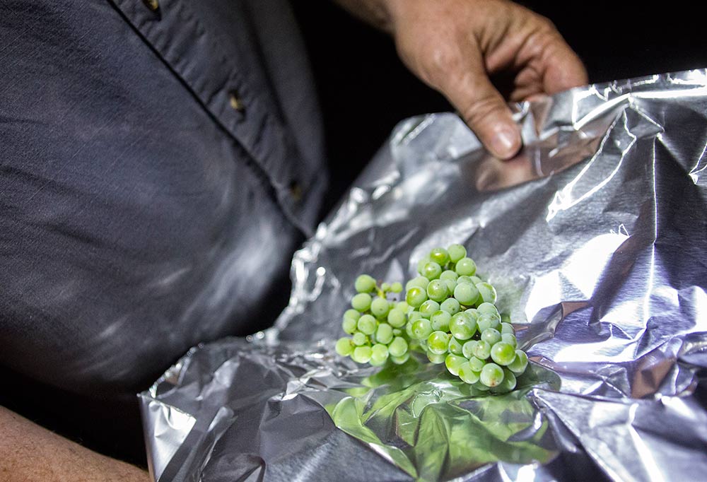 the researchers smoked post-veraison Riesling grapes the first night of the trial. They carefully selected clusters at different time intervals through the 18-hour marathon, wrapped them in aluminum foil, then bagged them in coolers before taking them to the university winery the next day. (TJ Mullinax/Good Fruit Grower)