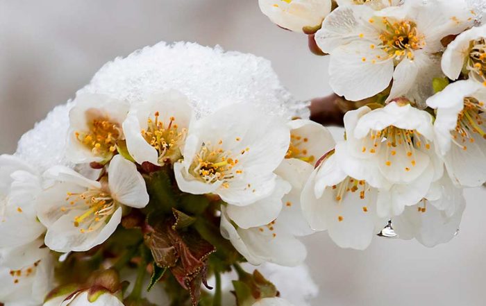 Snow covers cherry blossoms in Selah, Washington, on April 12, after a cold front brought freezing temperatures, snow and hail. Growers logged into a last-minute web meeting to discuss cold mitigation measures, among them whether to blow snow off blooms. “Don’t” is the answer. (TJ Mullinax/Good Fruit Grower)
