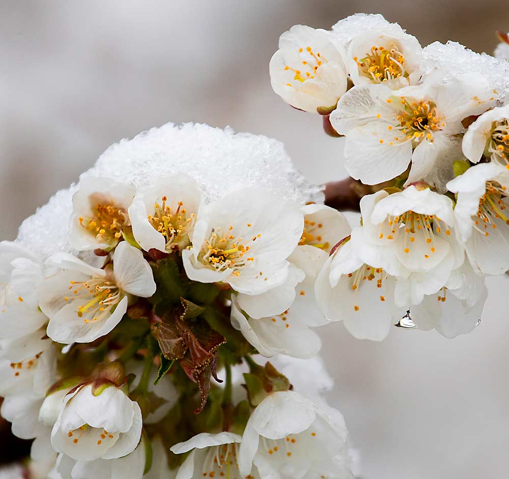 Snow covers cherry blossoms in Selah, Washington, on April 12, after a cold front brought freezing temperatures, snow and hail. Growers logged into a last-minute web meeting to discuss cold mitigation measures, among them whether to blow snow off blooms. “Don’t” is the answer. (TJ Mullinax/Good Fruit Grower)