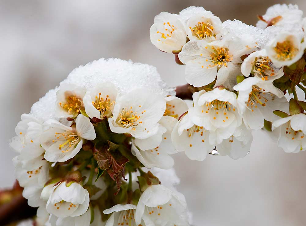 Snow covers cherry blossoms in Selah, Washington, on April 12, after a cold front brought freezing temperatures, snow and hail. Growers logged into a last-minute web meeting to discuss cold mitigation measures, among them whether to blow snow off blooms. “Don’t” is the answer. (TJ Mullinax/Good Fruit Grower)