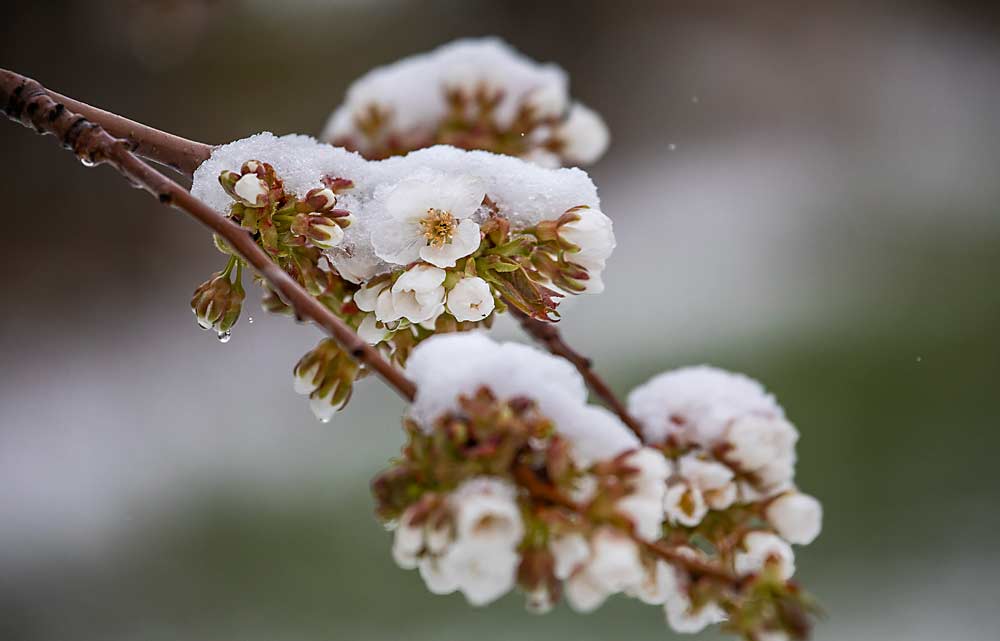 Snow covers cherry blossoms in Selah, Washington, in mid-April, after a change in the Pacific Northwest weather brought poor pollination conditions during bloom. (TJ Mullinax/Good Fruit Grower)