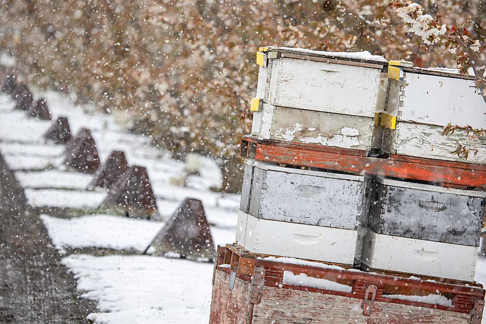 Researchers and growers are heading into the upcoming pollination season with a few hard-learned lessons from April 2022, when snow, rain and hail grounded honey bees and covered blossoms, as in this cherry orchard near Yakima, Washington. (TJ Mullinax/Good Fruit Grower)