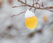 Golden Delicious apple covered in snow in a Selah, Washington, orchard on November 24, 2015. (TJ Mullinax/Good Fruit Grower)