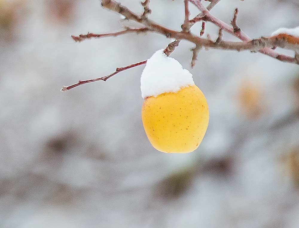 Golden Delicious apple covered in snow in a Selah, Washington, orchard on November 24, 2015. (TJ Mullinax/Good Fruit Grower)