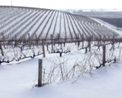Some of Côte Bonneville's vines in their Yakima valley vineyard is covered by recent snow on January 21, 2017. (Courtesy Kerry Shiels/Côte Bonneville)
