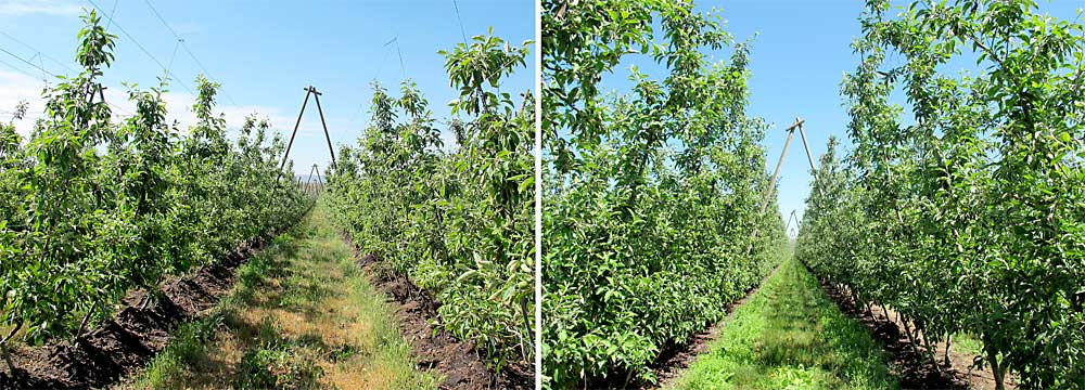 Two matched orchard sites, both growing Granny Smith on M9.337 rootstock, showed low productivity at left and high productivity at right. A Washington State University survey comparing the two found that the higher sand content in the first block lowered its water-holding capacity, reducing yields by about 30 bins an acre on average. (Courtesy Tianna DuPont/Washington State University)
